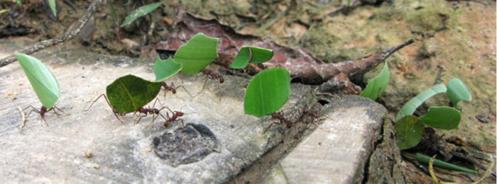 Stellenausschreibung: Wahlkampfkoordinator*in gesucht!